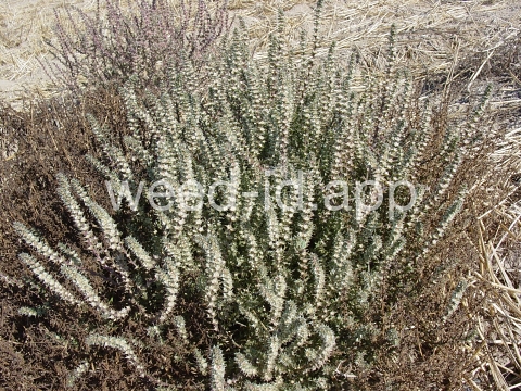 thistle, Russian